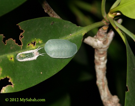 Chewy Candy Caterpillar