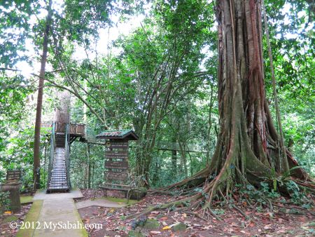 wishing tree in Madai Baturong Nature Center