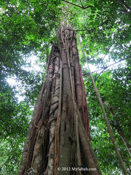 Kayu Ara tree