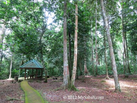 starting point to Bukit Tongkat Ali