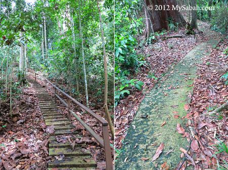 trail to Bukit Tongkat Ali
