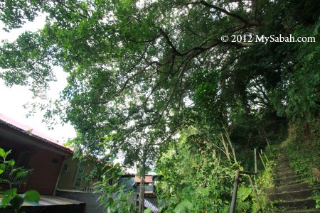 huge canopy of Banyan