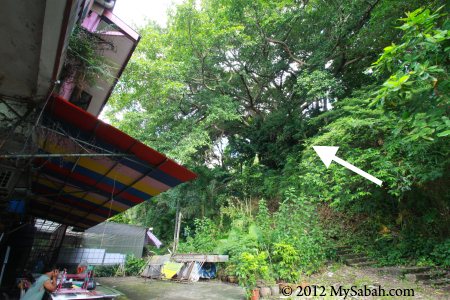 trail to the largest Banyan tree of Kota Kinabalu city