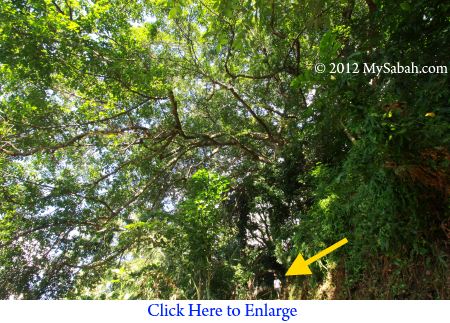 largest banyan tree of Kota Kinabalu