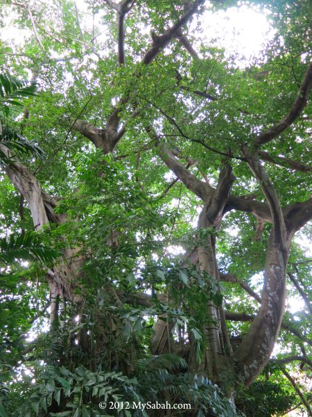 100-year-old Banyan tree