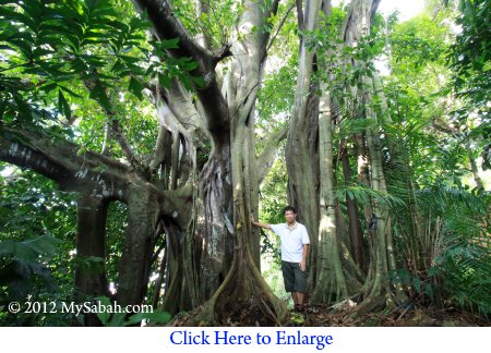 man standing next to Banyan tree