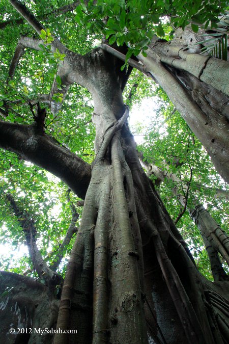close-up of giant banyan tree