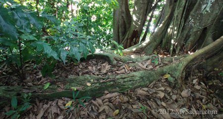 root of Banyan