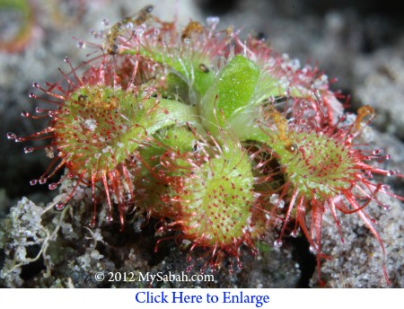 Sabah sundews