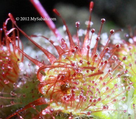insect trapped and digested by sundew