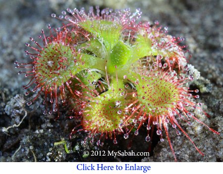 Drosera