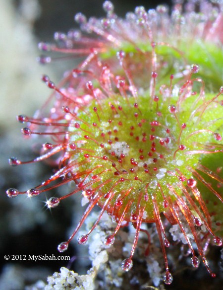 mucilage at the tip of sundew tentacles