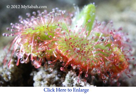 close-up of Sundew