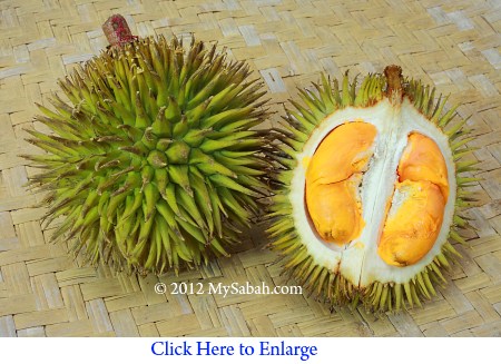 orange flesh durian (Durio oxleyanus)