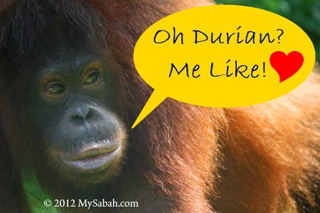 orangutan loves durian