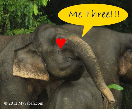 elephant loves durian