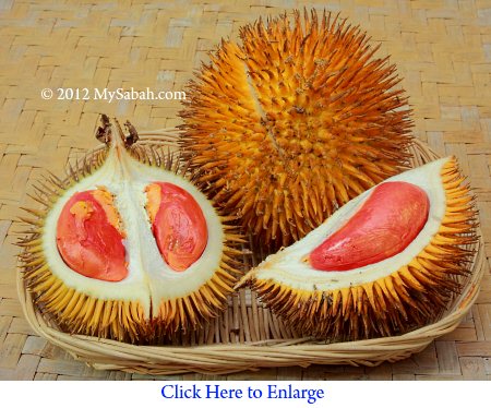 red flesh durian (Durio graveolens)