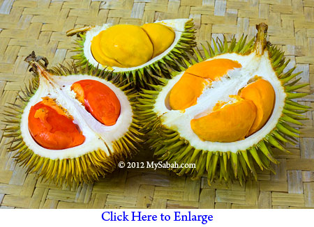 durians in 3 colors