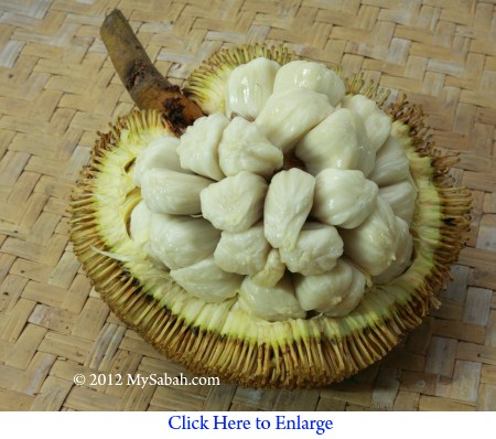 tarap of Borneo