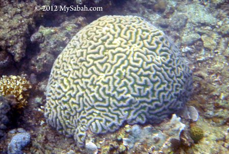 brain coral