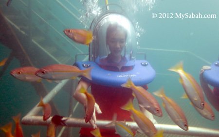 sea walking in reef pontoon