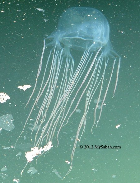 box jellyfish