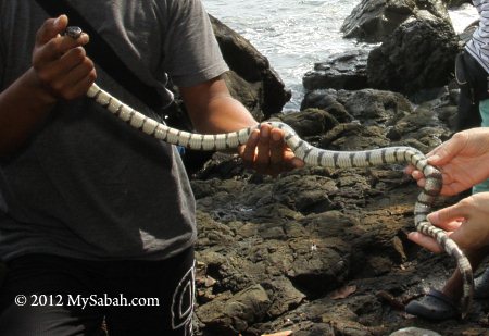 banded sea krait