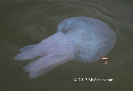 box jellyfish