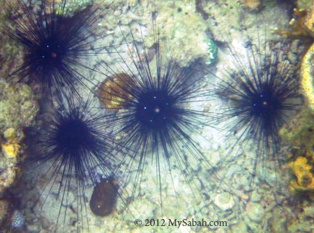 sea urchin