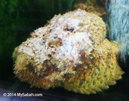 stonefish