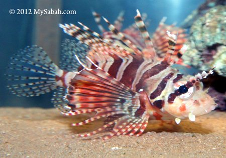 lionfish