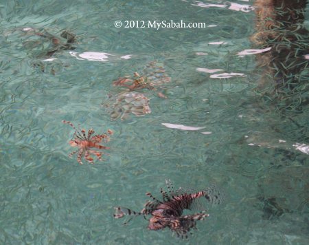 lionfish at jetty