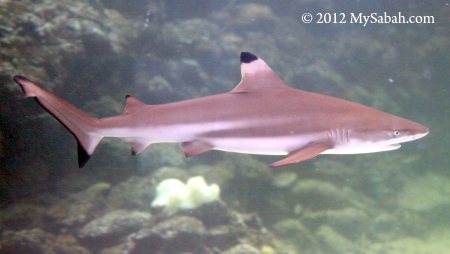 reef shark