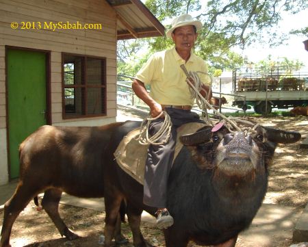 Bajau, Cowboy of the East