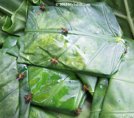 Tapai rice attracts honey bees