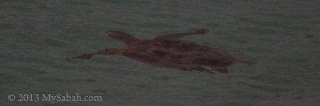 swimming sea turtle
