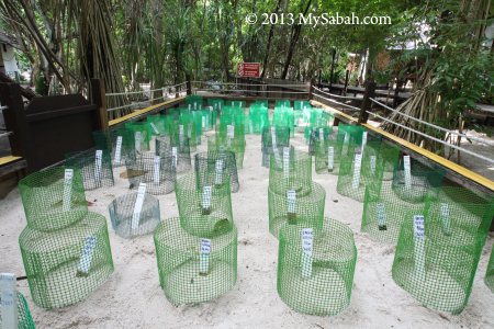 turtle hatchery