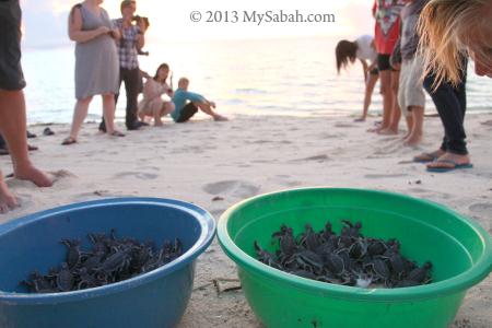 releasing baby turtles