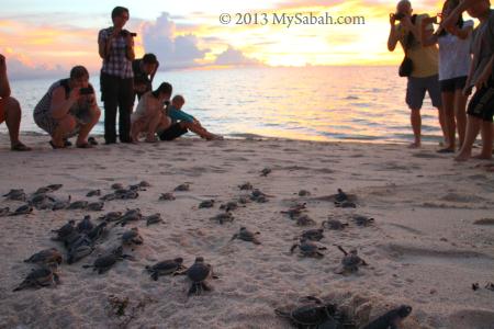 baby turtles running to the sea