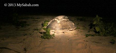 mother turtle returning to the sea