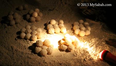 sea turtle eggs