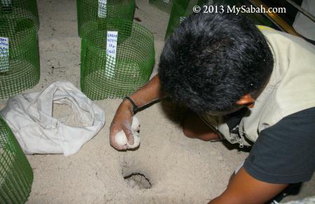 transferring turtle eggs to hatchery