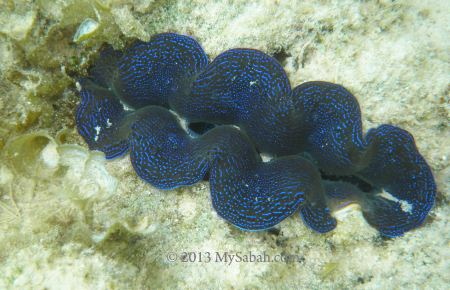 giant clam