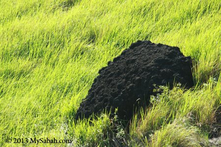 volcanic rock of Skull Hill