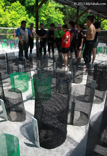 turtle nest in mesh wire