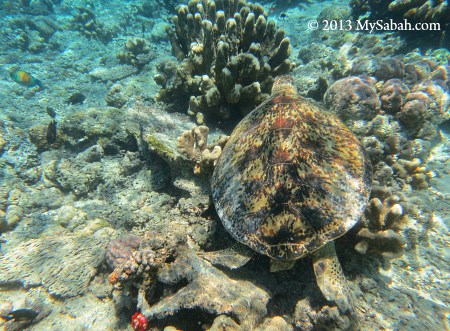 sea turtle in the sea