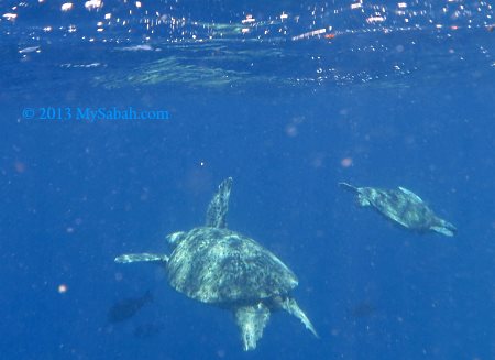 sea turtles in Sipadan