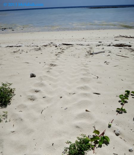 track mark of sea turtle on the sand