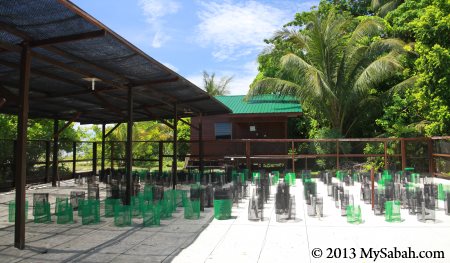 Turtle Hatchery area