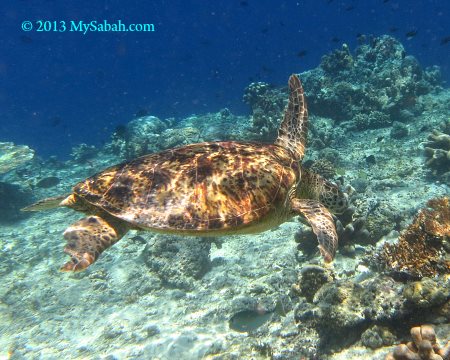 swimming sea turtle